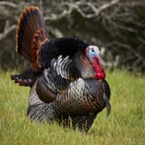 Male_wild_turkey_(Meleagris_gallopavo)_strutting