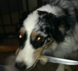 hunt_mett