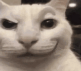 evil-ambrz-cat