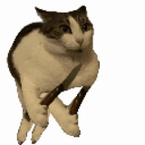 stabby-cat