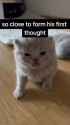 1747212929956816_thumb.jpg