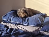 Sleepy