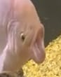 pog