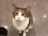 cat548