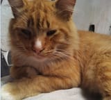 yellowcat