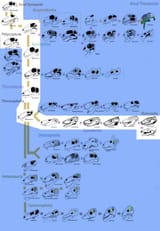 Synapdsids 16mammals