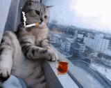 meow-liming-heartliming