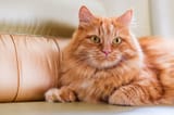orange-tabby