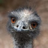 emu_face