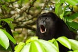howling monke