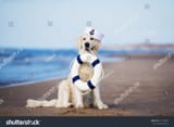 dog sailor