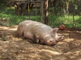 austin-zoo