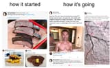 carnivorediet