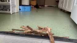 Beaver makes dam_thumb.jpg