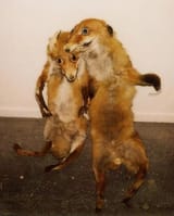 fucked up taxidermy fox fox