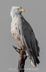 white eagle