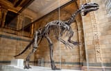 iguanodon-search-mantellisaurus-hintze-hall-two-column.jpg.thumb.768.768[1]