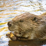 beavers-river-otter-square1