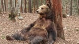 bear