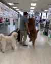 vicious-dogs-attack_thumb.jpg