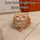 1737062789765888