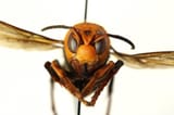 Asian-giant-hornet-V_mandarina_face_Baine-WSDA