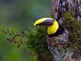 Cozy Toucan