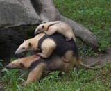 3 aardvark type creatures stacked on top of each other