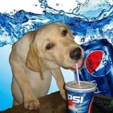 pepsi dog