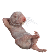 naked-mole-rat-7314787_1280
