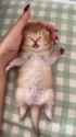 1752083876709348_thumb.jpg