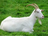 blanchette