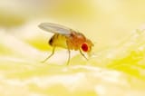 frootfly