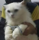 1740144717190878