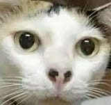 86823-huhcat