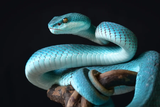 Screenshot 2025-06-25 at 16-52-02 Snake Facts for the Lunar New Year Scientific American