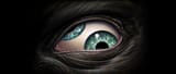 eye