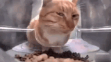 cat-skeptical-cat
