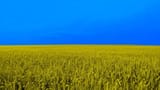 yellow-blue-wheat-field-spikelets-with-copy-space-ukrain-colors-flag-nature-background-crisis-international-relations-russian-military-invasion-ukraine-concept_352173-3593