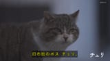 岩合光昭の世界ネコ歩き 選 ４Ｋスペシャル スペイン・グラナダ_20241211-174320