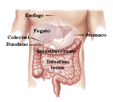 330px-Digestive_appareil-it.svg