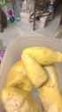 kot_durian_thumb.jpg