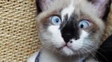 cat-strabismus