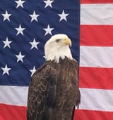 American-Flag-Bald-Eagle