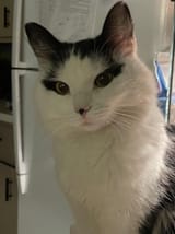 butifel cat