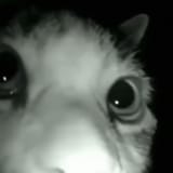 1747335758983701