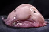 blobfush