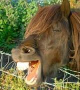 horse