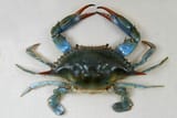 bluecrab