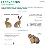 Lagomorphs-Lagomorpha